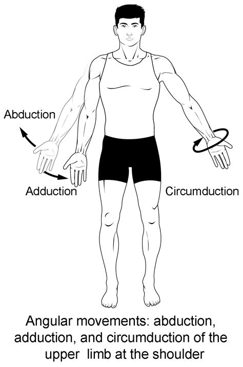 circumduction definition pe|Circumduction: A Comprehensive Guide to Joint Rotation and .
